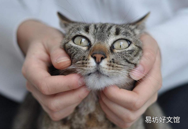 猫呼噜呼噜是什么意思(布偶猫呼噜呼噜是什么意思)