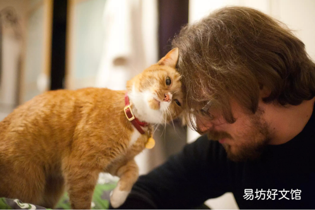 猫呼噜呼噜是什么意思(布偶猫呼噜呼噜是什么意思)