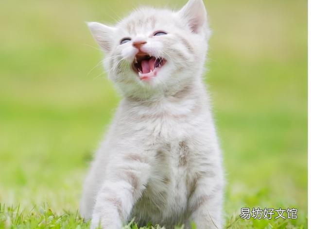 猫呼噜呼噜是什么意思(布偶猫呼噜呼噜是什么意思)
