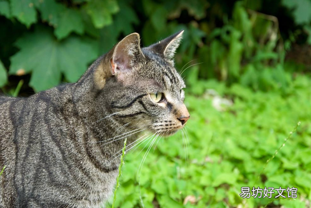 猫呼噜呼噜是什么意思(布偶猫呼噜呼噜是什么意思)