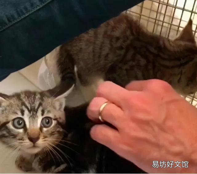猫呼噜呼噜是什么意思(布偶猫呼噜呼噜是什么意思)