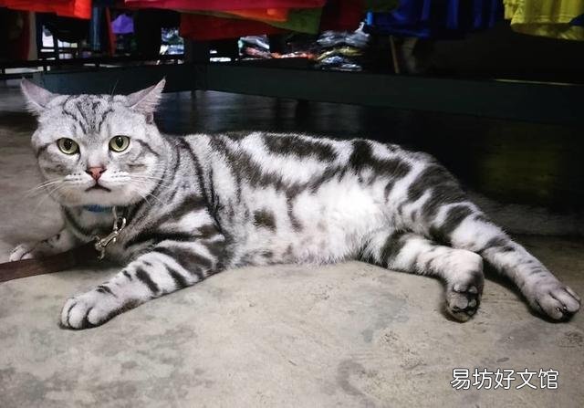 美短价格在多少钱一只(美短猫价格多少钱一只)