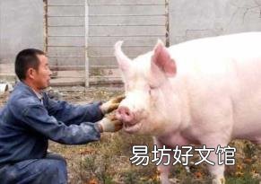 解救母猪难产法 母猪难产