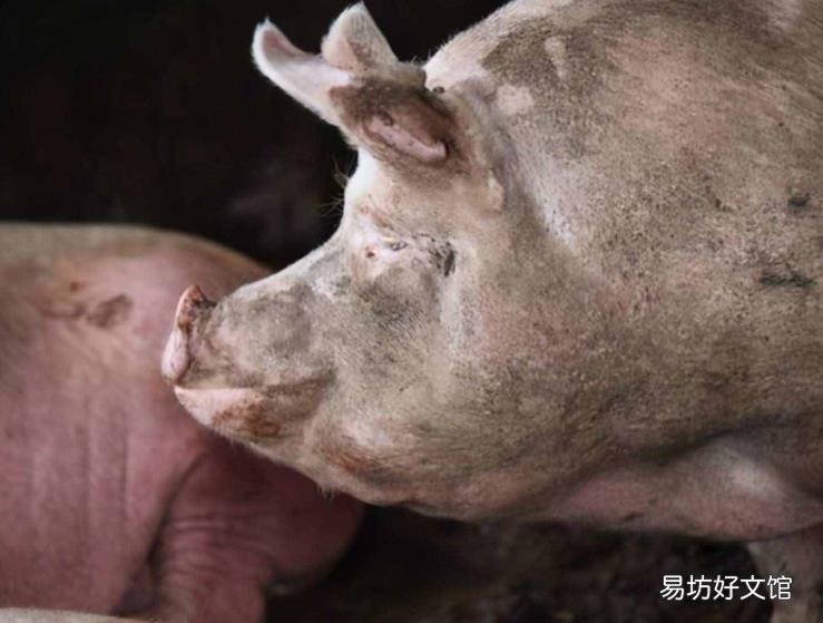 解救母猪难产法 母猪难产