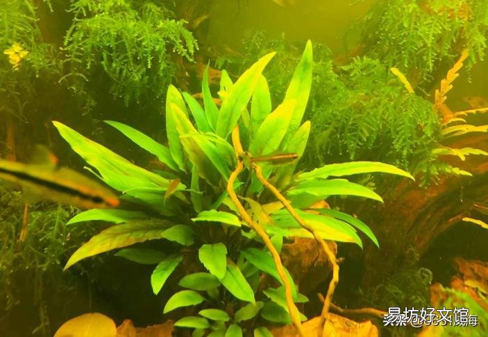 软水树脂多少钱一吨 软水树脂