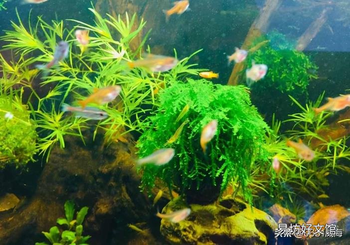 软水树脂多少钱一吨 软水树脂