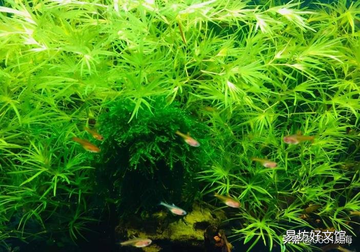 软水树脂多少钱一吨 软水树脂