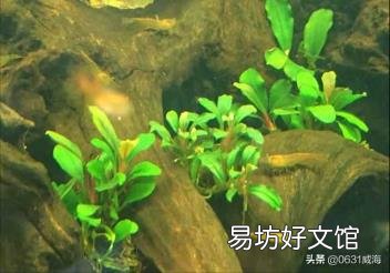 软水树脂多少钱一吨 软水树脂
