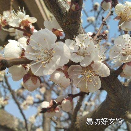 每个月开什么花 一月到十二月的花