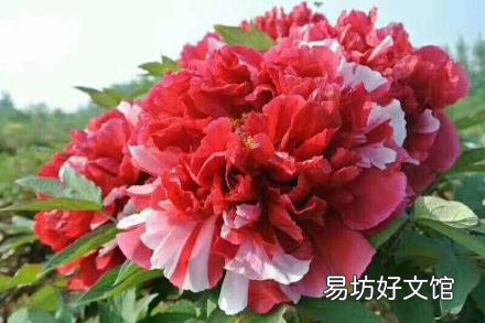 每个月开什么花 一月到十二月的花
