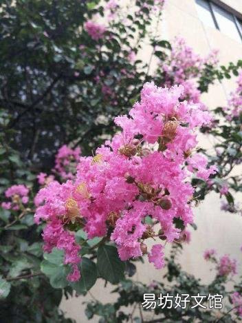 每个月开什么花 一月到十二月的花