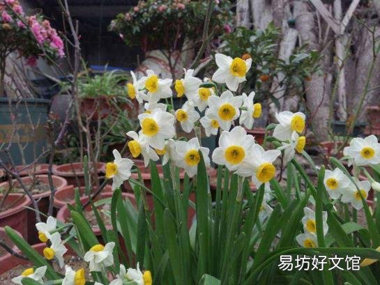 每个月开什么花 一月到十二月的花