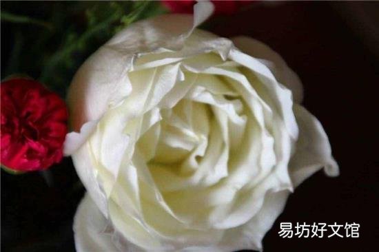 鲜花如何自制永生花 鲜花怎么保鲜