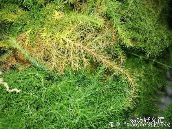 文竹叶子发黄怎么办 文竹叶子发黄怎么挽救