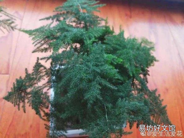 文竹叶子发黄怎么办 文竹叶子发黄怎么挽救