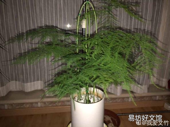 文竹叶子发黄怎么办 文竹叶子发黄怎么挽救