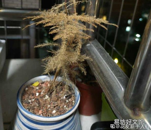 文竹叶子发黄怎么办 文竹叶子发黄怎么挽救