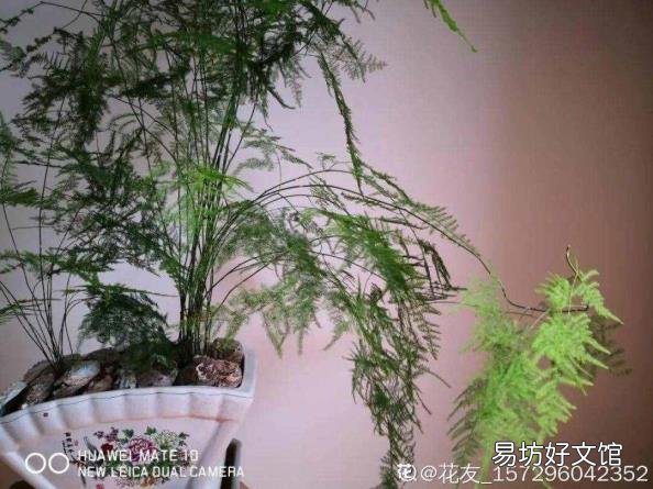 文竹叶子发黄怎么办 文竹叶子发黄怎么挽救
