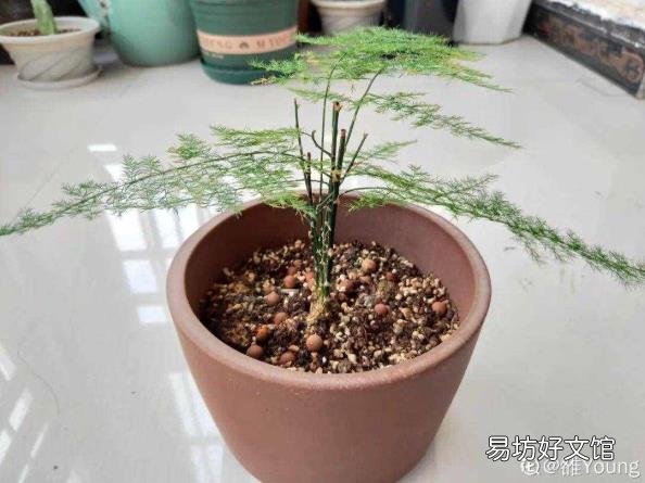 文竹叶子发黄怎么办 文竹叶子发黄怎么挽救