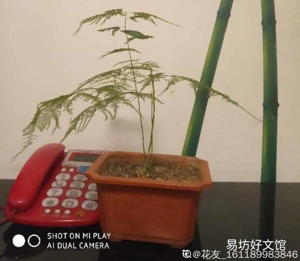 文竹叶子发黄怎么办 文竹叶子发黄怎么挽救