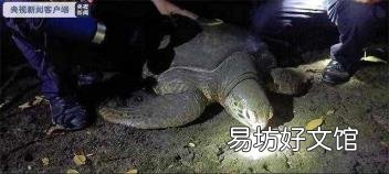 适合家养的大型龟 世界上体型最大的海龟是