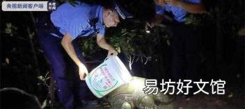 适合家养的大型龟 世界上体型最大的海龟是