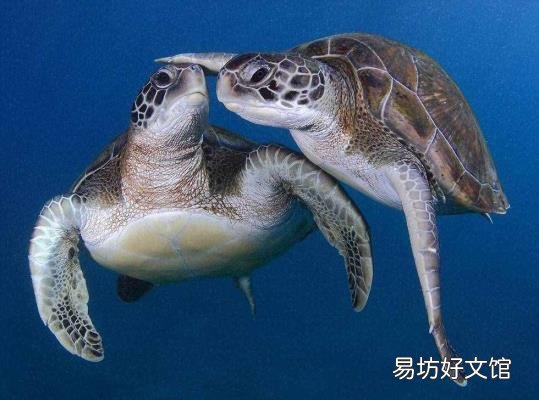 适合家养的大型龟 世界上体型最大的海龟是