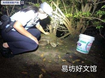 适合家养的大型龟 世界上体型最大的海龟是