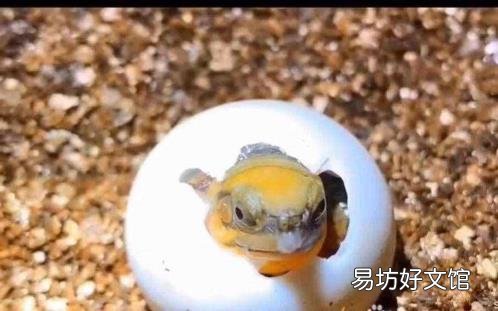 金钱龟饲料什么牌子好 金钱龟吃什么