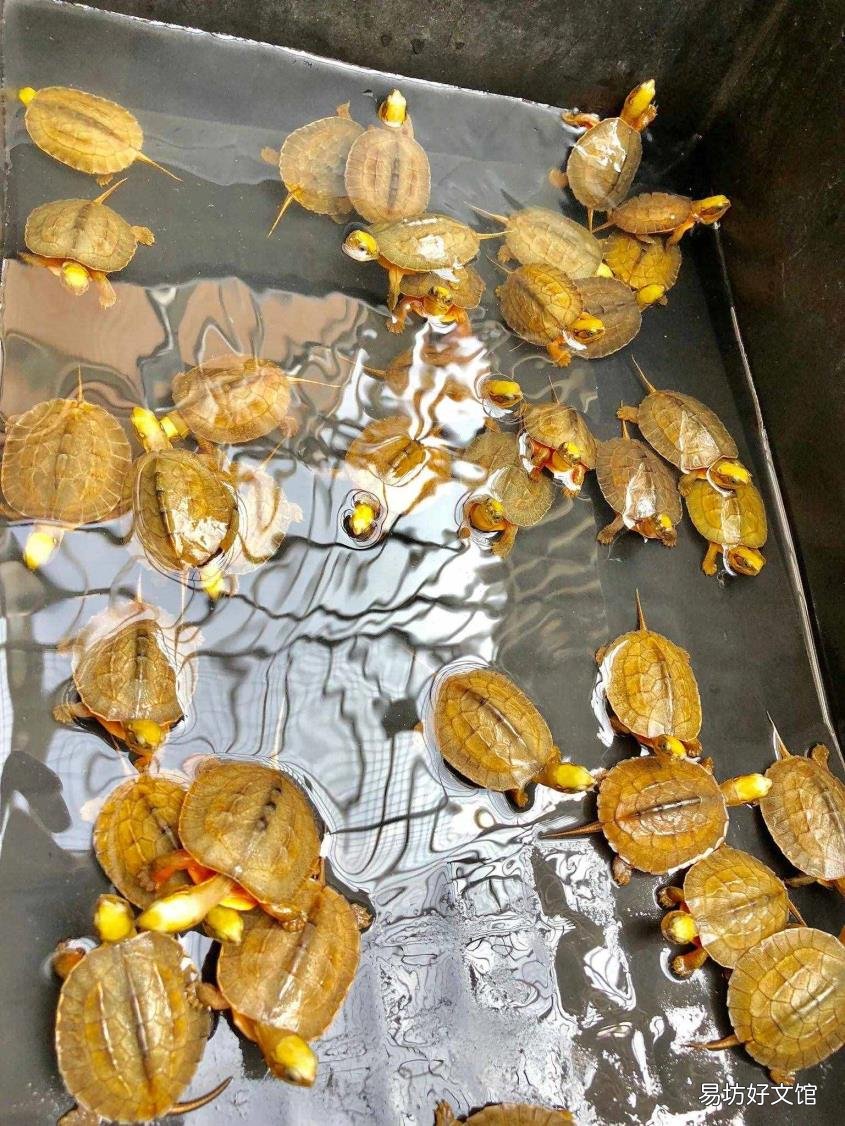 金钱龟饲料什么牌子好 金钱龟吃什么