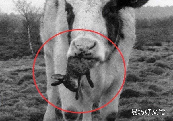 大熊猫凶残的一面 熊猫吃肉
