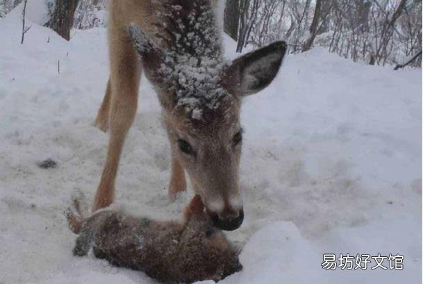 大熊猫凶残的一面 熊猫吃肉
