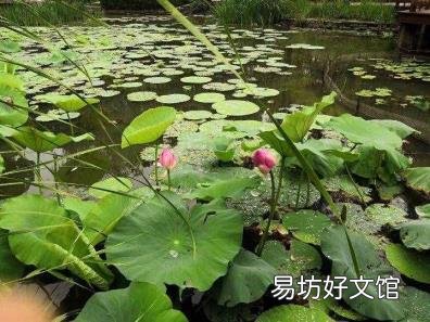 路灯灯杆安装要求 路灯像什么