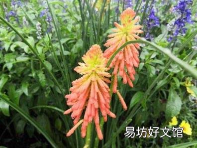 路灯灯杆安装要求 路灯像什么