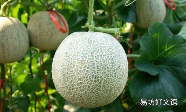 海南有哪些特产水果 海南特色水果