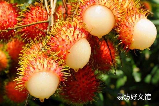 海南有哪些特产水果 海南特色水果