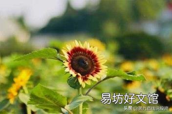 莫言的10部最经典作品 红高粱作者