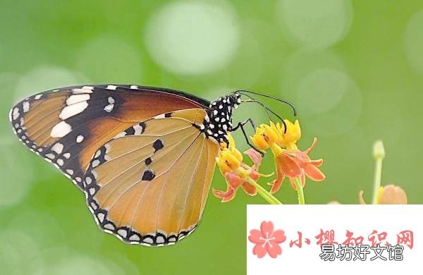 蝴蝶的家在哪里?怎样避雨?