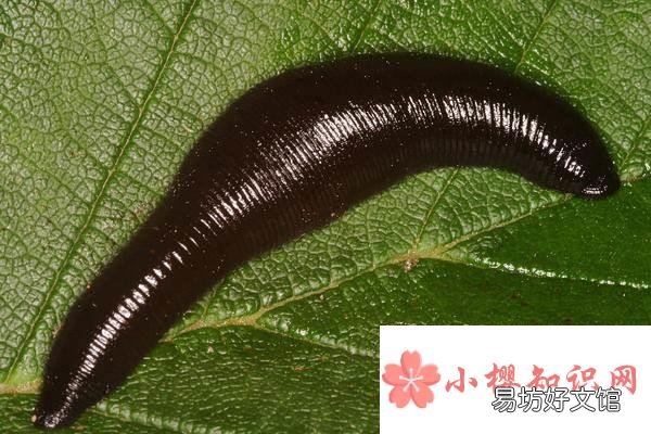 蚂蟥最怕什么动物?