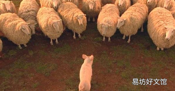 小猪宝贝国语版电影下载 小猪宝贝国语