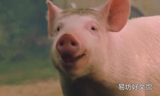 小猪宝贝国语版电影下载 小猪宝贝国语