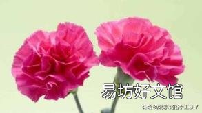 手工折纸玫瑰花教程 海绵纸折玫瑰花