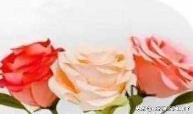 手工折纸玫瑰花教程 海绵纸折玫瑰花