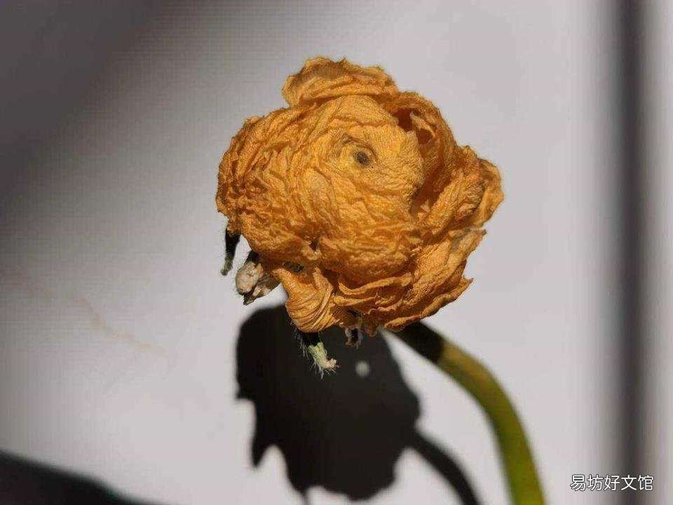 最简单手工制作小花 手工制作花