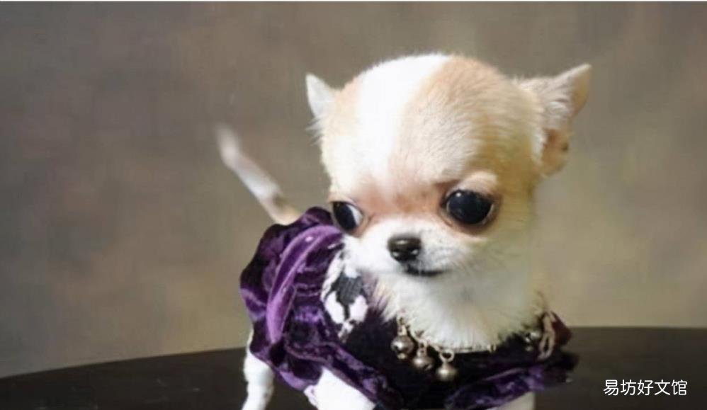 茶杯犬养五天死了 茶杯狗好养吗