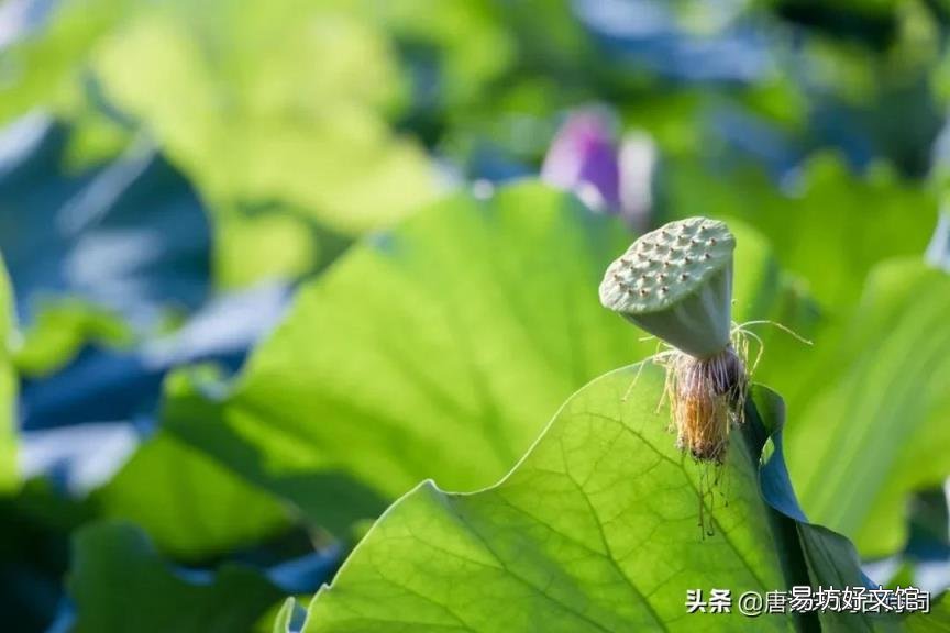 莲子的功效与作用 莲子心中苦