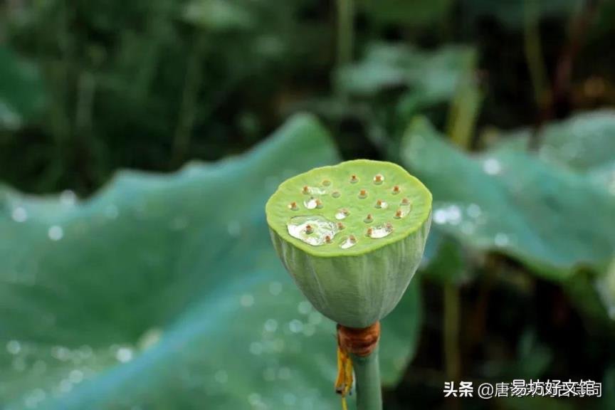 莲子的功效与作用 莲子心中苦