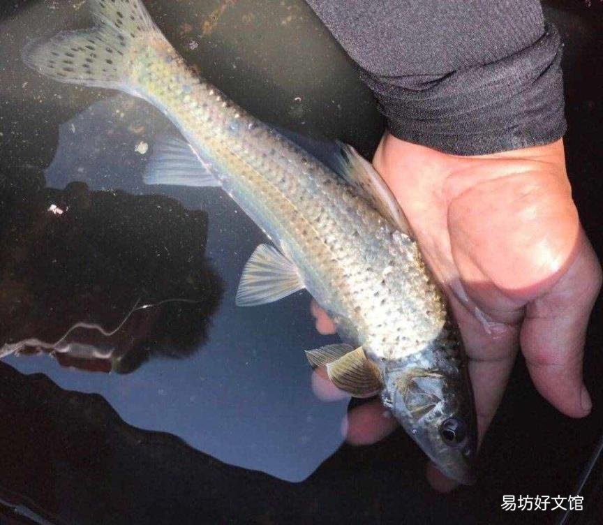 震颤是什么意思 颤动的意思