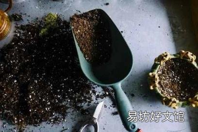 飛蛾怎么養(yǎng) 飛蛾吃什么