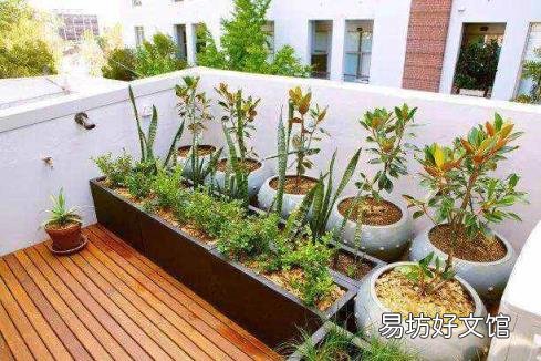 飛蛾怎么養(yǎng) 飛蛾吃什么